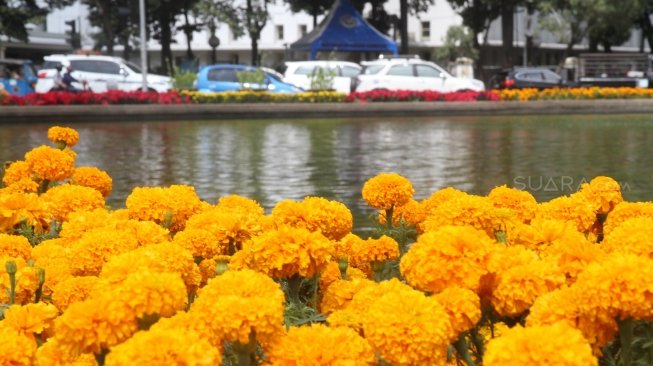 Tanaman bunga terlihat bermekaran menghiasi trotoar jalan di kawasan Bundaran Monas, Jakarta Pusat, Sabtu (23/6/2018), terkait momen HUT ke-491 DKI Jakarta. [Suara.com/Oke Atmaja]