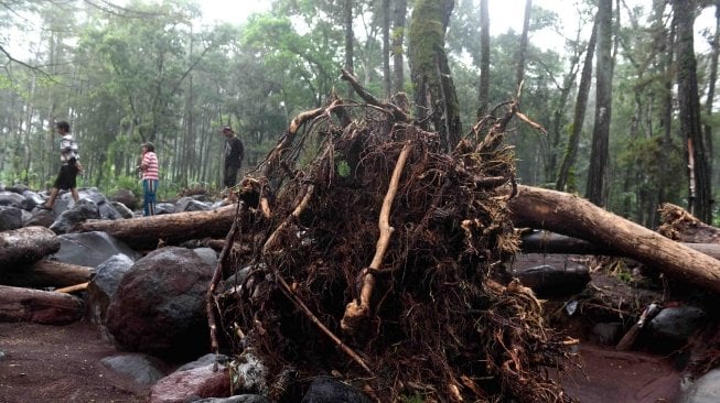 Warga melintas di samping pohon tumbang dan bebatuan yang terbawa arus di sekitar Sungai Badeng, kawasan hutan pinus Songgon, Banyuwangi, Jawa Timur, Senin (25/6). 