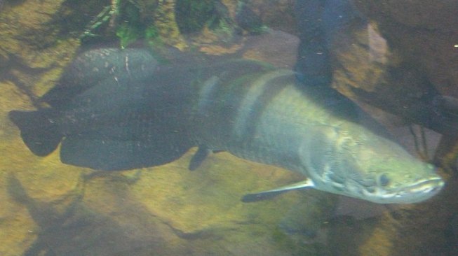 Mengenal Arapaima  Gigas Ikan  Predator Asli Amazon yang 