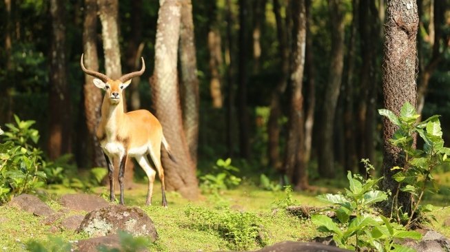 Taman Safari Priyono. [Suara.com/Dimas Angga P]