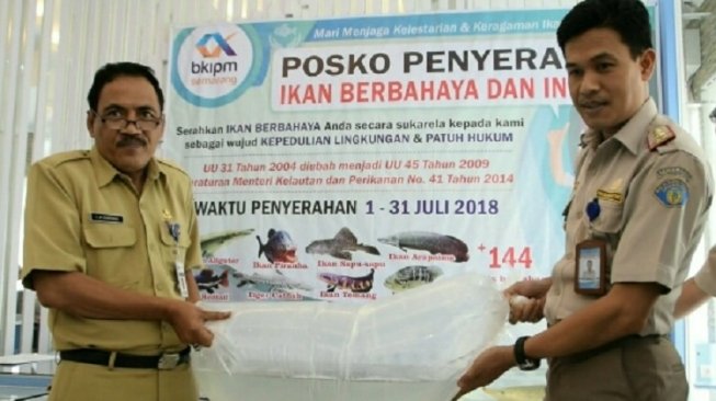 Resmi Dilarang, Warga Jambi Ramai-ramai Serahkan Ikan Aligator