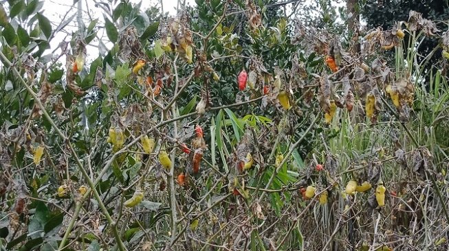 Letusan Gunung Agung Bikin Tanaman Warga Mati Mendadak