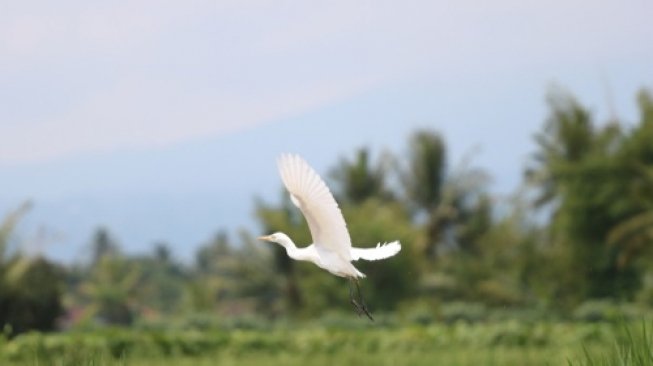 Kebakaran Hutan di Yunani Picu Ribuan Burung Migrasi Tersesat hingga Mati