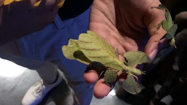 Leaf insect ini satwa lokal Jawa Barat [Suara.com/Risna Halidi].