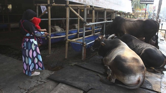 Warga melihat sapi kurban di Mall hewan kurban H.Doni, Depok, Jawa Barat, Sabtu (28/7). Mall hewan Kurban tersebut menyediakan semua jenis sapi kurban mulai dari puluhan juta hingga ratusan juta. [suara.com/Muhaimin A Untung]