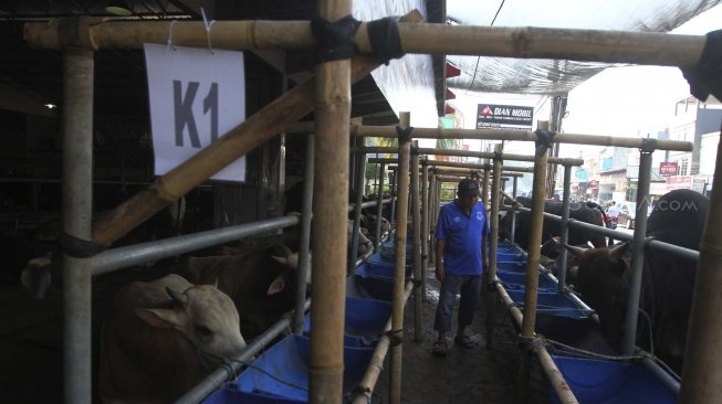 Warga melihat sapi kurban di Mall hewan kurban H.Doni, Depok, Jawa Barat, Sabtu (28/7). Mall hewan Kurban tersebut menyediakan semua jenis sapi kurban mulai dari puluhan juta hingga ratusan juta. [suara.com/Muhaimin A Untung]