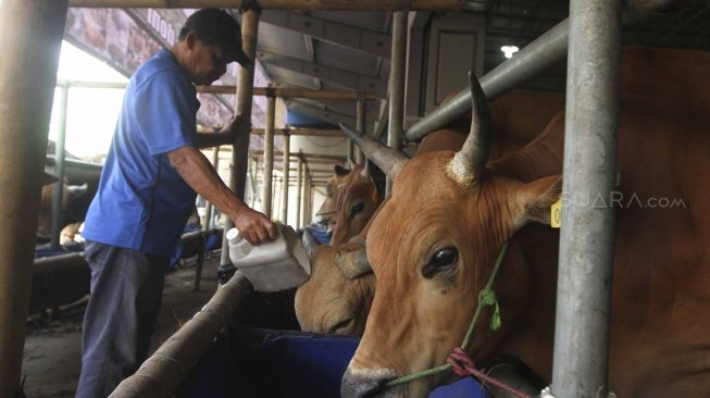 Warga melihat sapi kurban di Mall hewan kurban H.Doni, Depok, Jawa Barat, Sabtu (28/7). Mall hewan Kurban tersebut menyediakan semua jenis sapi kurban mulai dari puluhan juta hingga ratusan juta. [suara.com/Muhaimin A Untung]