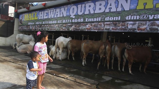 Warga melihat sapi kurban di Mall hewan kurban H.Doni, Depok, Jawa Barat, Sabtu (28/7). Mall hewan Kurban tersebut menyediakan semua jenis sapi kurban mulai dari puluhan juta hingga ratusan juta. [suara.com/Muhaimin A Untung]