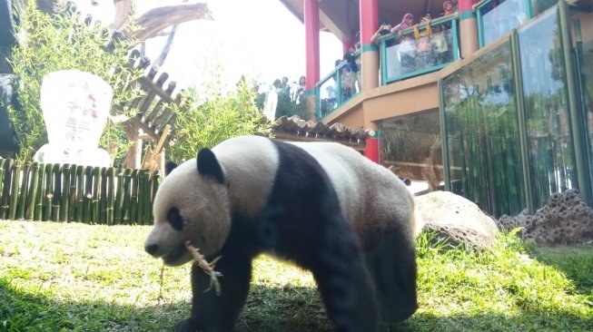 Panda Taman Safari Indonesia, Cai Tao mendapat penghargaan panda terfavorit di dunia dari Giant Panda Global Award (GPGA) di Bogor, Jawa Barat, Sabtu (28/7/2018). [Suara.com/Rambiga]