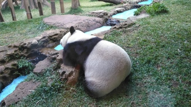 Panda Taman Safari Indonesia, Cai Tao mendapat penghargaan panda terfavorit di dunia dari Giant Panda Global Award (GPGA) di Bogor, Jawa Barat, Sabtu (28/7/2018). [Suara.com/Rambiga]