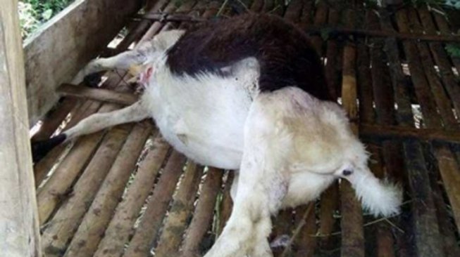 Selain Perkosa Kakak yang Difabel, Sang Adik Pernah Cabuli Kambing Tetangga