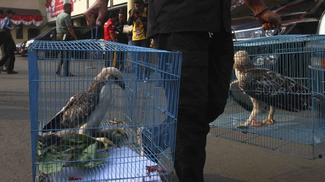 Rilis pengungkapan jaringan perdagangan satwa liar antar daerah secara daring di halaman polres Jakarta Barat, Selasa (31/7). Polres Jakarta Barat menangkap Jaringan Perdagangan Satwa Liar Antar Daerah Secara Daring dan mengamankan 2 ekor burung elang brontok fase terang, 4 ekor burung elang alap-alap kawah, 1 ekor burung elang laut, 1 ekor buaya muara dan 3 buku rekening beserta handphone juga menangkap 5 tersangka di berbagai daerah. [suara.com/Muhaimin A Untung]