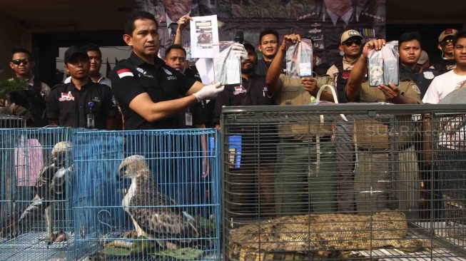 Rilis pengungkapan jaringan perdagangan satwa liar antar daerah secara daring di halaman polres Jakarta Barat, Selasa (31/7). Polres Jakarta Barat menangkap Jaringan Perdagangan Satwa Liar Antar Daerah Secara Daring dan mengamankan 2 ekor burung elang brontok fase terang, 4 ekor burung elang alap-alap kawah, 1 ekor burung elang laut, 1 ekor buaya muara dan 3 buku rekening beserta handphone juga menangkap 5 tersangka di berbagai daerah. [suara.com/Muhaimin A Untung]