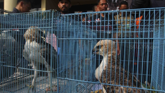 Rilis pengungkapan jaringan perdagangan satwa liar antar daerah secara daring di halaman polres Jakarta Barat, Selasa (31/7). Polres Jakarta Barat menangkap Jaringan Perdagangan Satwa Liar Antar Daerah Secara Daring dan mengamankan 2 ekor burung elang brontok fase terang, 4 ekor burung elang alap-alap kawah, 1 ekor burung elang laut, 1 ekor buaya muara dan 3 buku rekening beserta handphone juga menangkap 5 tersangka di berbagai daerah. [suara.com/Muhaimin A Untung]