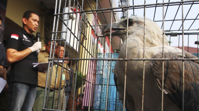 Rilis pengungkapan jaringan perdagangan satwa liar antar daerah secara daring di halaman polres Jakarta Barat, Selasa (31/7). Polres Jakarta Barat menangkap Jaringan Perdagangan Satwa Liar Antar Daerah Secara Daring dan mengamankan 2 ekor burung elang brontok fase terang, 4 ekor burung elang alap-alap kawah, 1 ekor burung elang laut, 1 ekor buaya muara dan 3 buku rekening beserta handphone juga menangkap 5 tersangka di berbagai daerah. [suara.com/Muhaimin A Untung]