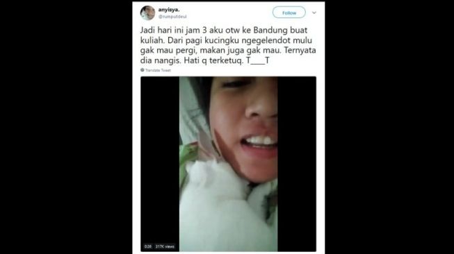 Lucunya... Ditinggal Pemiliknya Kuliah, Kucing Ini Merengek