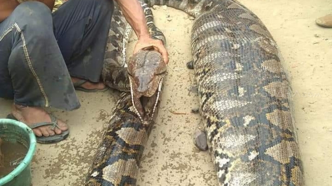 Ular Raksasa Ditemukan Warga Lemas Kekenyangan Makan Babi Hutan