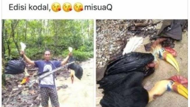 Viral Pasutri Ini Bangga Bisa Tembak Burung Enggang Sulawesi