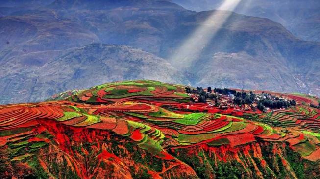 Red Land, Sawah Warna Merah di Tiongkok, Ini Waktu Tepat ke Sana!