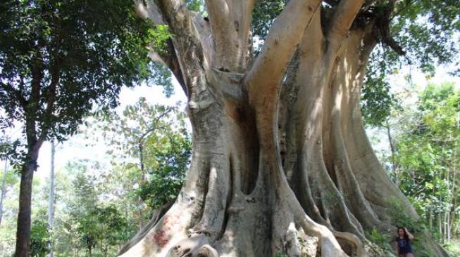 Ini Fakta Misteri Pohon Raksasa Boyolali