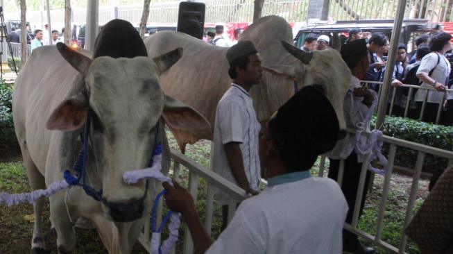 Petugas masjid memegang hewan kurban milik Presiden dan wakil Presiden saat penyerahan hewan qurban di Masjid Istiqlal, Jakarta, Rabu (22/8). [Suara.com/Muhaimin A Untung]