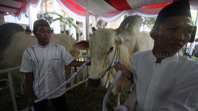 Petugas masjid memegang hewan kurban milik Presiden dan wakil Presiden saat penyerahan hewan qurban di Masjid Istiqlal, Jakarta, Rabu (22/8). [Suara.com/Muhaimin A Untung]