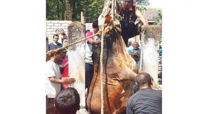 Mau Jadi Kurban, Sapi Jumadi Akhiri Hidup Nyemplung Sumur