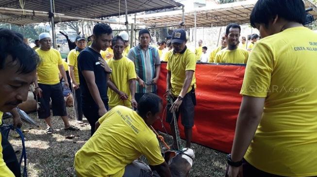 Azriel Hermansyah menyembelih sapi kurban sendiri. [suara.com/ismail]