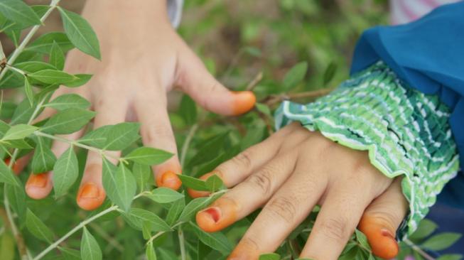 Membanggakan, Mahasiswa UI Berhasil Buat Insektisida dari Daun Pacar