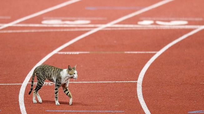 Aksi Kucing di Arena Pertandingan Atletik SUGBK