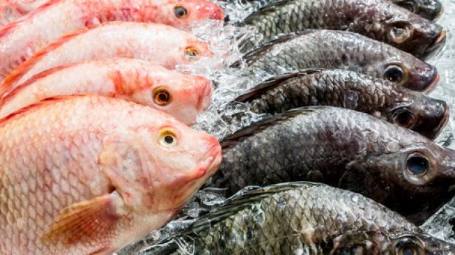 Jual Ikan Bermata Palsu Agar Tampak Segar Toko Ini Ditutup Paksa