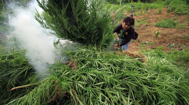 Personel Polisi Satuan Narkoba Polres Lhokseumawe membakar tanaman ganja di atas ladang seluas 1 hektar dalam operasi pemusnahan ladang ganja di perbukitan Desa Lancok, Sawang, Aceh Utara, Aceh