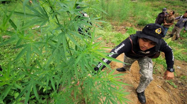 Personel Polisi Satuan Narkoba Polres Lhokseumawe mencabuti tanaman ganja di ladang seluas 1 hektar dalam operasi pemusnahan ladang ganja di perbukitan Desa Lancok, Sawang, Aceh Utara, Aceh