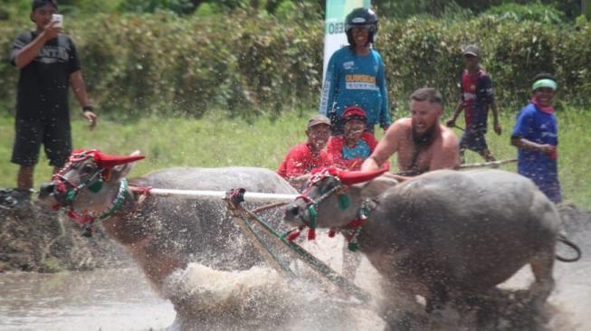 Yachter Australia Girang Jadi Joki Barapan Kebo di Festival Moyo