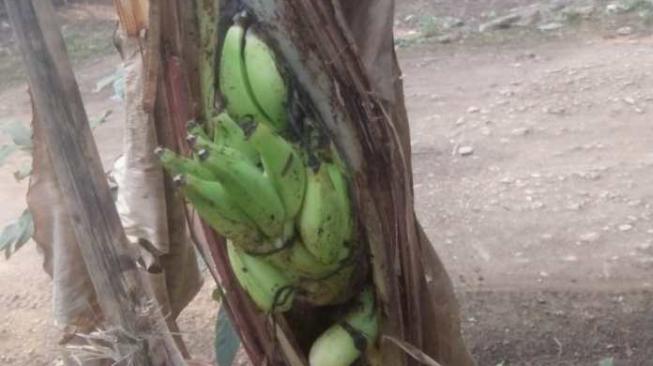 Pohon Pisang Aneh Ini Gegerkan Warga Merangin Jambi