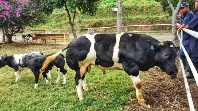 Sapi Belgian Blue yang dikembangkan Kementan. (Dok: Kementan)