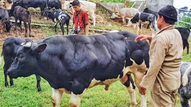 Sapi Belgian Blue yang dikembangkan Kementan. (Dok: Kementan)