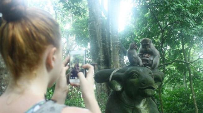 Turis sedang mendokumentasikan anak monyet di Monkey Forest, Ubud, Bali. 