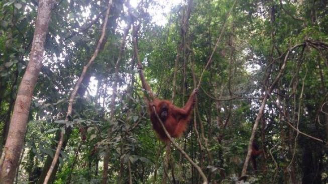 Orangutan  tampak bergelantungan di hutan TNGL, Sumatera Utara. (Suara.com/Silfa Humairah)