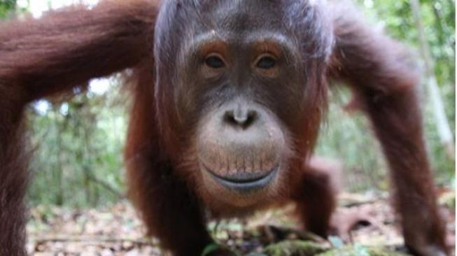 Orangutan di Tanjungputing, Kalimantan (Instagram/varadaborneotour)