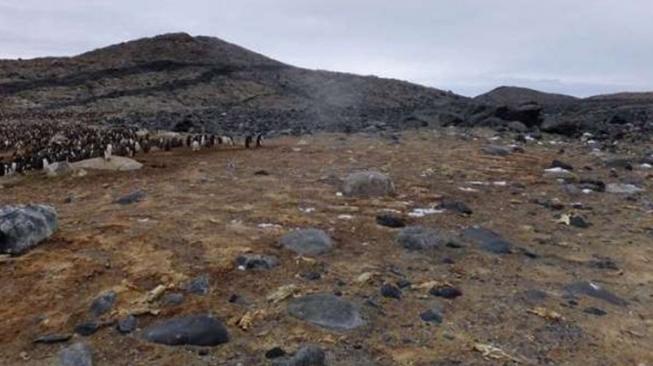 Kuburan Massal Pinguin Ditemukan di Antartika