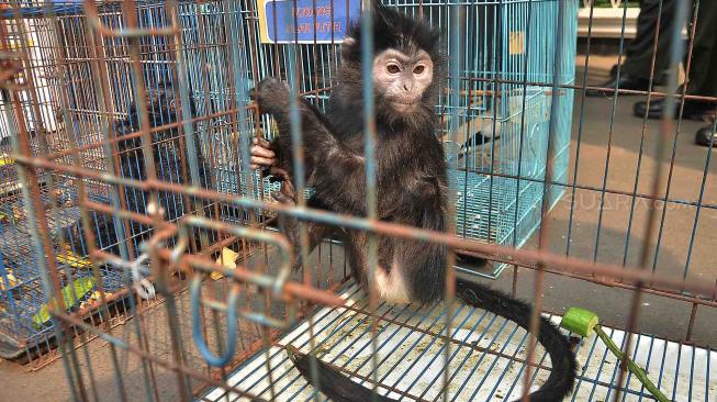 Lutung Jawa diperlihatkan saat rilis pengungkapan kasus tindak pidana perdagangan satwa dilindungi di Polda Metro Jaya, Jakarta, Rabu (26/9). [Suara.com/Muhaimin A Untung]