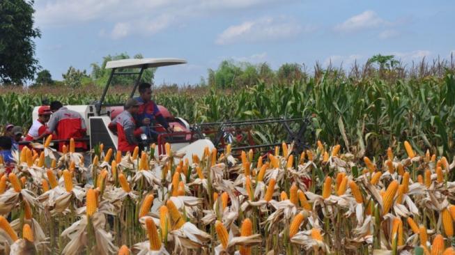 Kementan Pastikan Produksi Jagung Nasional Tahun Ini Surplus