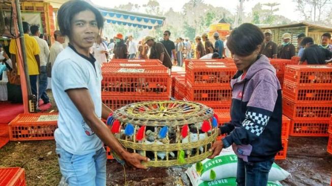 Kementan mendistribusikan bantuan paket ayam, pakan dan obat-obatan kepada Rumah Tangga Miskin (RTM), di Kabupaten Jember, Jawa Timur, Rabu (26/9/2018). (Dok: Kementan) 