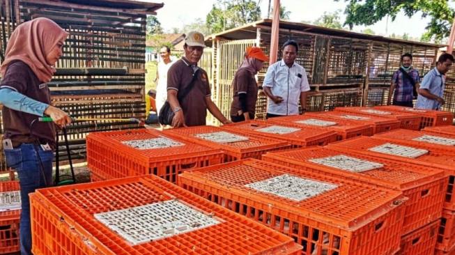 Kementan mendistribusikan bantuan paket ayam, pakan dan obat-obatan kepada Rumah Tangga Miskin (RTM), di Kabupaten Jember, Jawa Timur, Rabu (26/9/2018). (Dok: Kementan) 