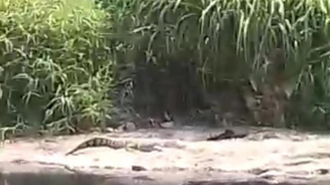 Heboh, Penampakan Buaya Putih Sepanjang 3 Meter Penunggu Sungai