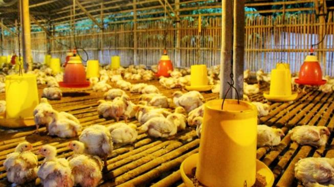 Kementan: Daging Ayam Nasional 2018 Surplus