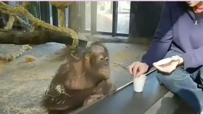 Nonton Sulap, Orang Utan Ini Ketawa Geli Banget