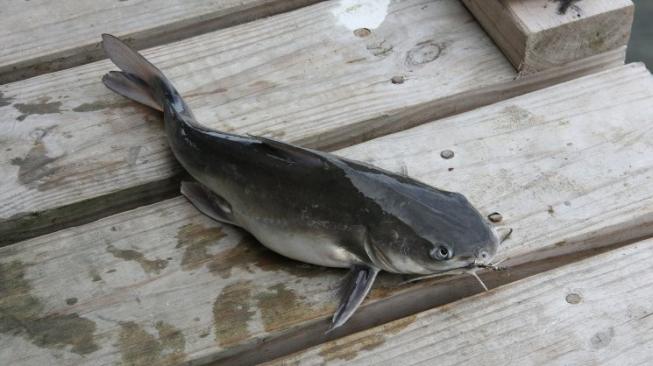 Ngakak Plus Bikin Terharu, Seorang Ayah Batal Potong Ikan Lele Gegara Ini