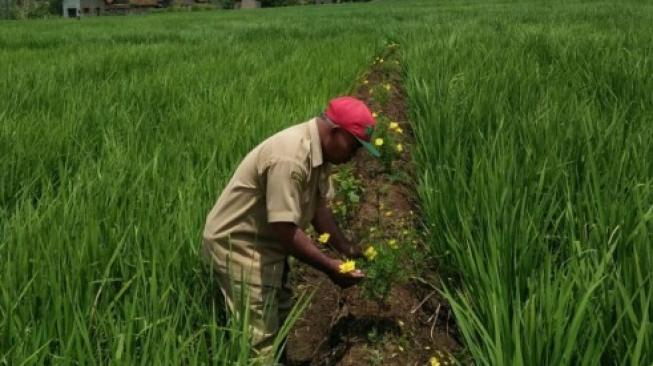 Cegah Hama Wereng, Kementan Ajak Petani Kembangkan Tanaman Sehat